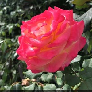 Meet your Posher, Leticia